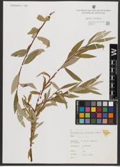 Foto von Salix alba L.